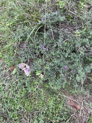 Glandularia aristigera