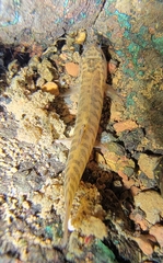 Nemacheilidae
