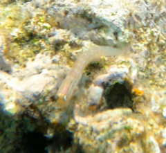 Blenniidae