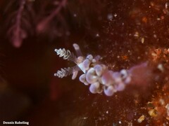 Spurilla neapolitana