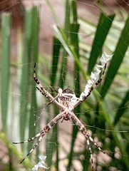 Argiope argentata