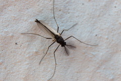 Orthocladiinae