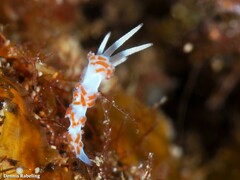 Flabellina dushia