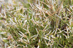 Dicerothamnus rhinocerotis