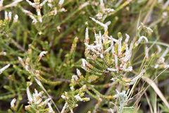 Dicerothamnus rhinocerotis