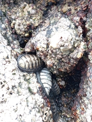Chiton granosus