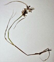 Cyperus diandrus