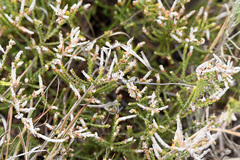 Dicerothamnus rhinocerotis