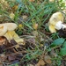 Butyriboletus subappendiculatus - Photo no rights reserved, uploaded by Thomas Hirsch