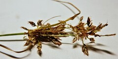 Cyperus diandrus