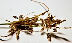 Cyperus diandrus