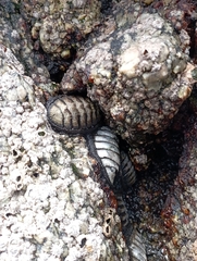 Chiton granosus