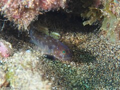 Vanneaugobius canariensis