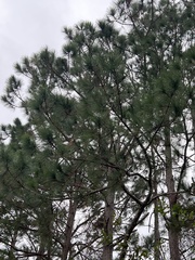 Pinus palustris