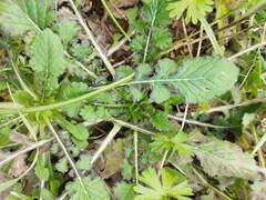 Diplotaxis erucoides