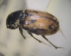 Chilothorax