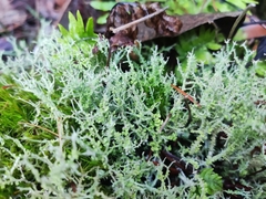 Cladonia furcata