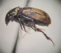 Chilothorax