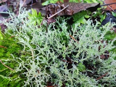 Cladonia furcata