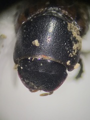 Chilothorax