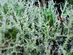 Cladonia furcata