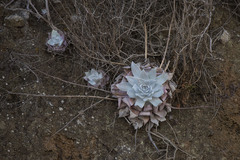 Dudleya brittonii
