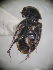 Chilothorax