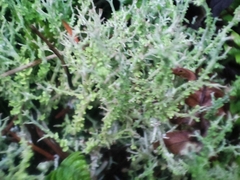 Cladonia furcata