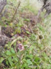 Knautia integrifolia