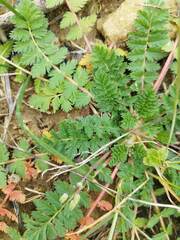 Erodium acaule
