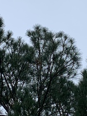 Pinus palustris