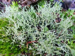 Cladonia furcata