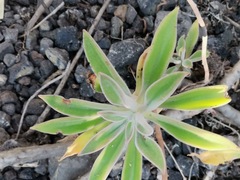 Echeveria coccinea