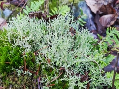 Cladonia furcata