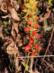 Echeveria coccinea
