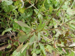 Euphorbia helioscopia