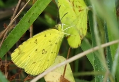 Eurema hecabe