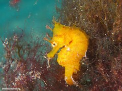 Hippocampus hippocampus