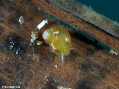 Tricolia pullus