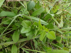 Vicia narbonensis