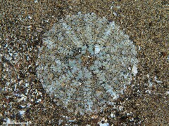 Actinostella flosculifera