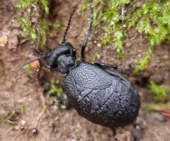Meloe rugosus