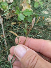 Genista depressa