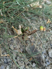 Genista depressa