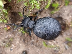Meloe rugosus