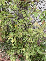 Quercus shumardii