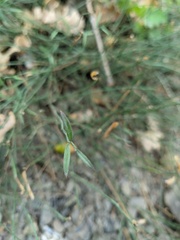 Genista depressa
