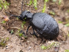 Meloe rugosus