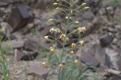 Eremurus czatkalicus