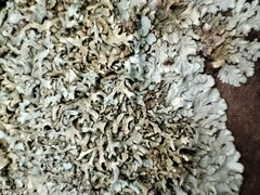 Xanthoparmelia protomatrae